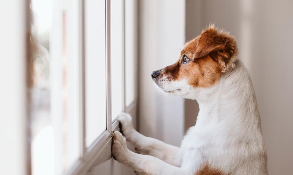 A terrier-like dog with white and orange fur stands with its paws on a window pane while gazing outside.